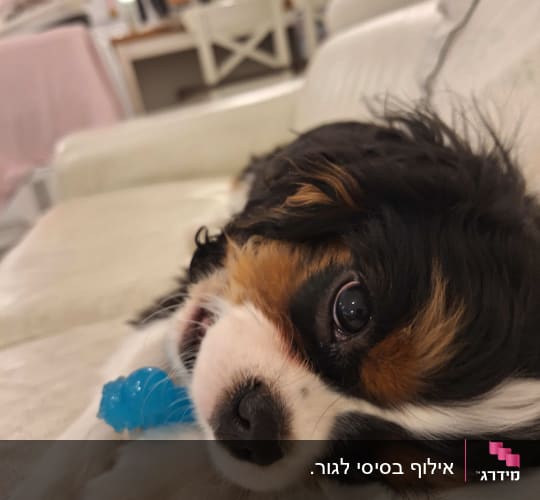 כלב משחק עם צעצוע כחול על ספה